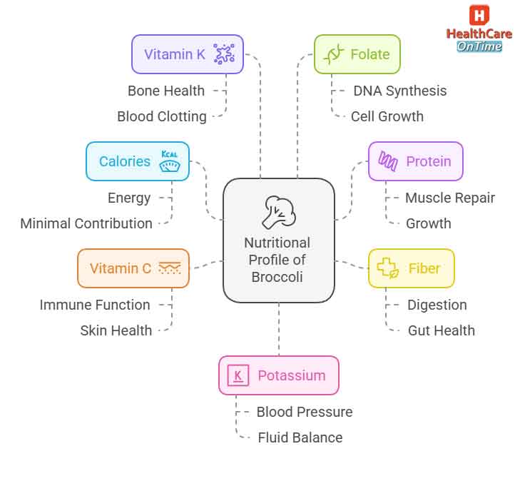 Nutritional Profile of Broccoli Infographic