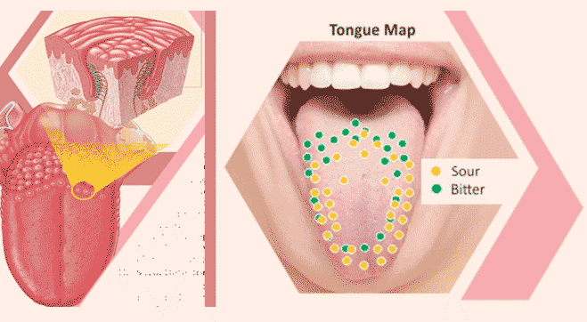 taste buds on tongue