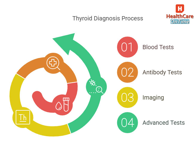 Thyroid Diagnosis Process infographic